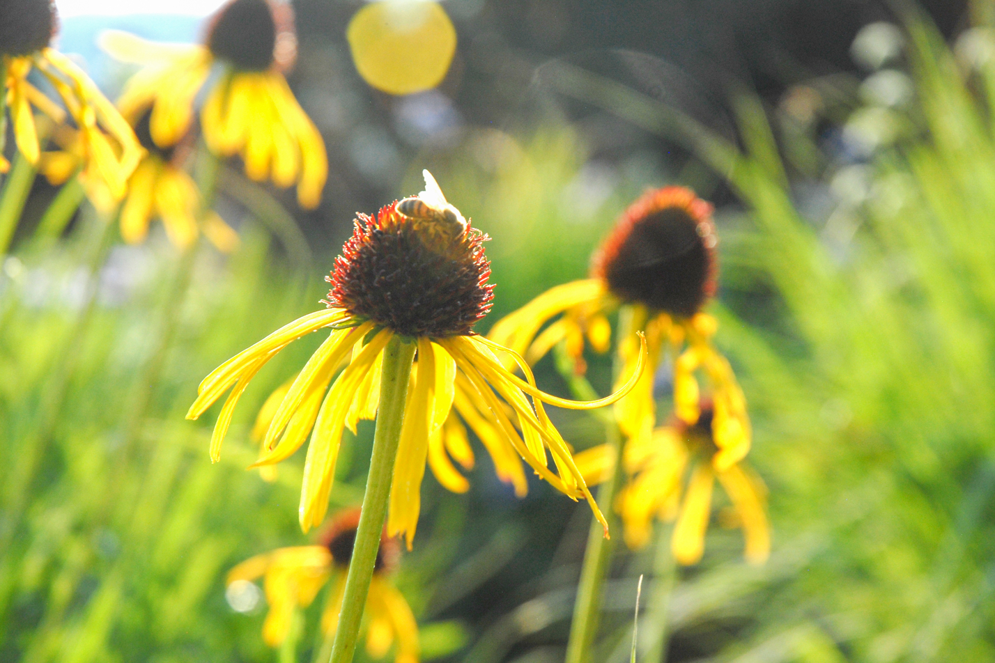 Yellow Coneflower